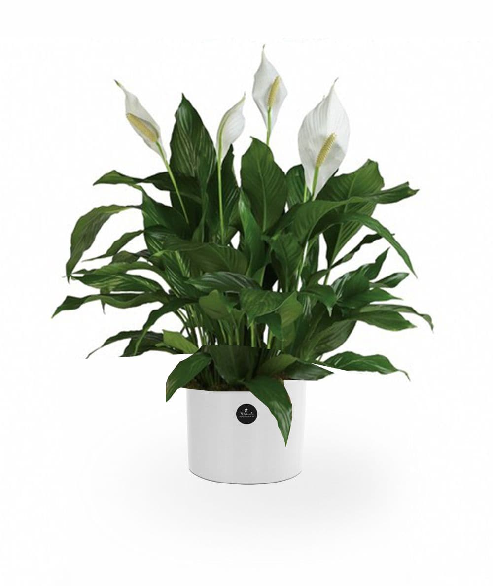 Image of Peace Lily
