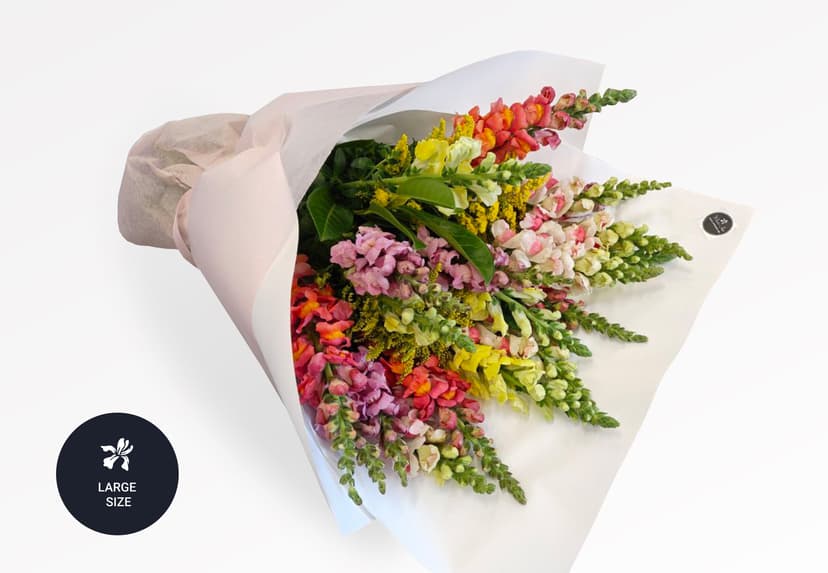 Thumbnail of Snapdragon Colour Mix