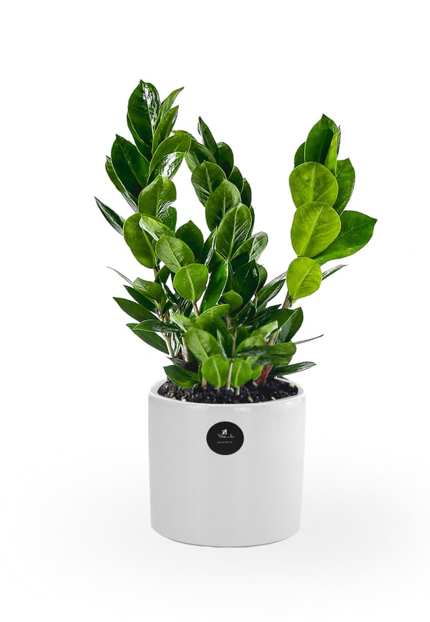 Image of Zanzibar Gem