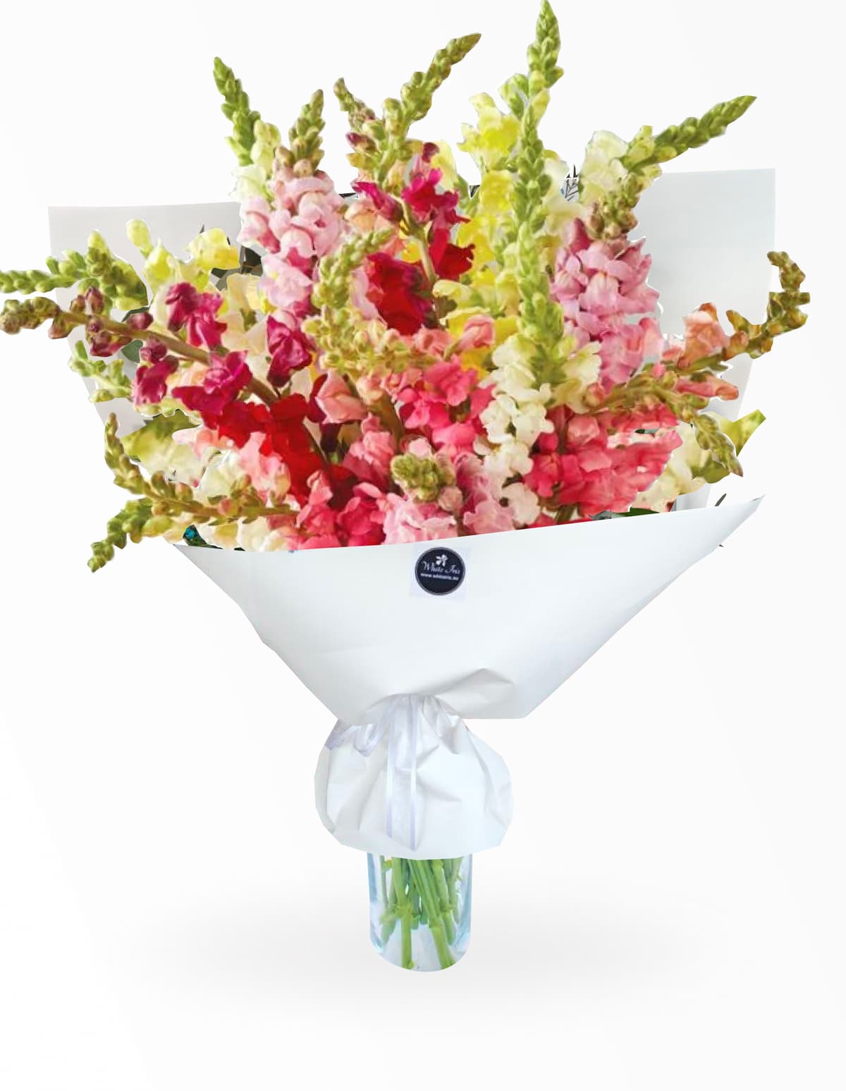 Image of Snapdragon Colour Mix