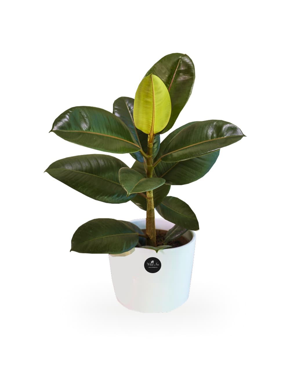 Ficus