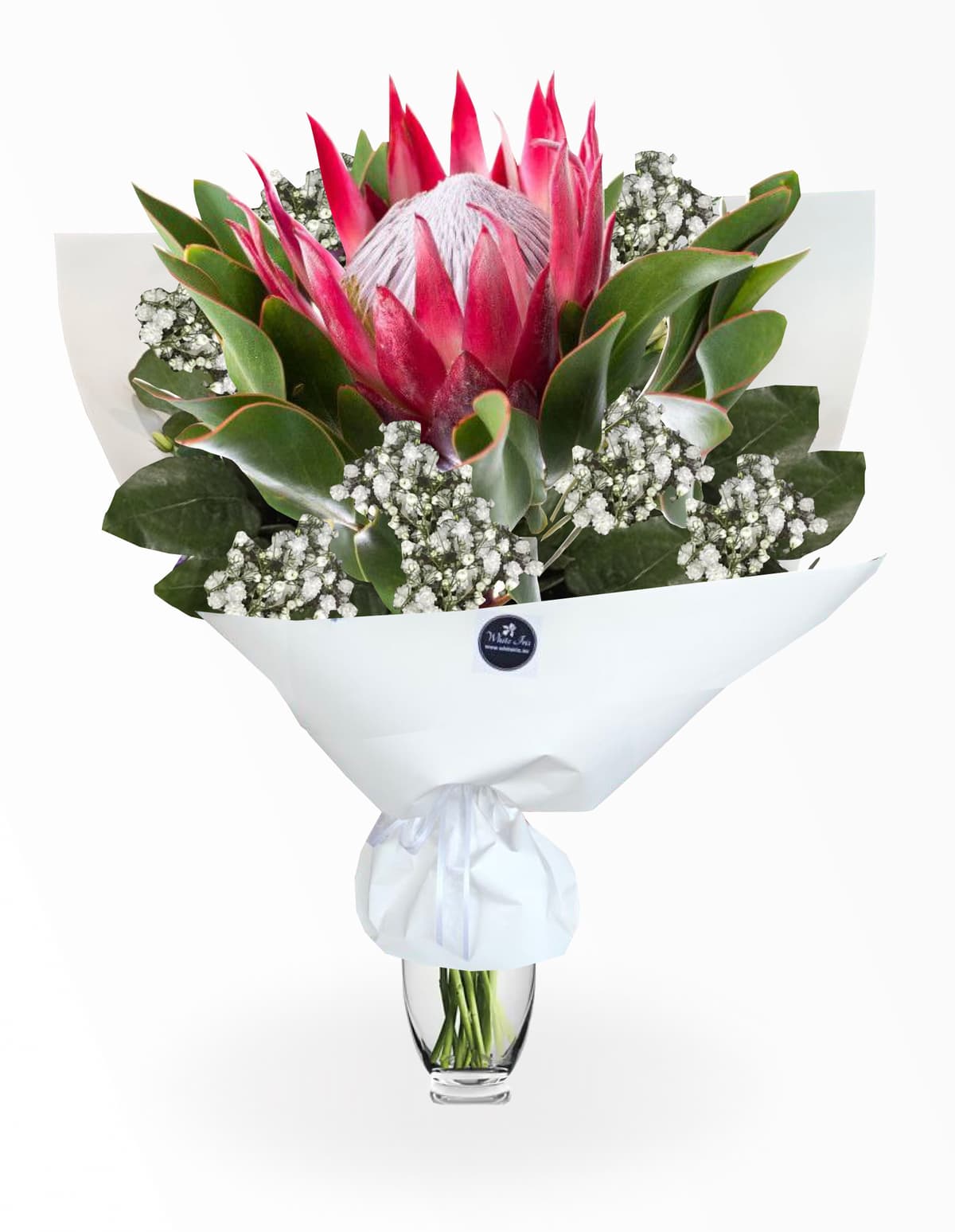 Image of King Protea
