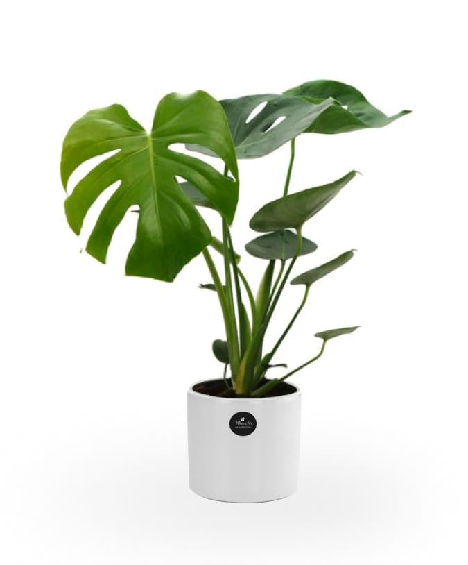 Thumbnail of Monstera Plant