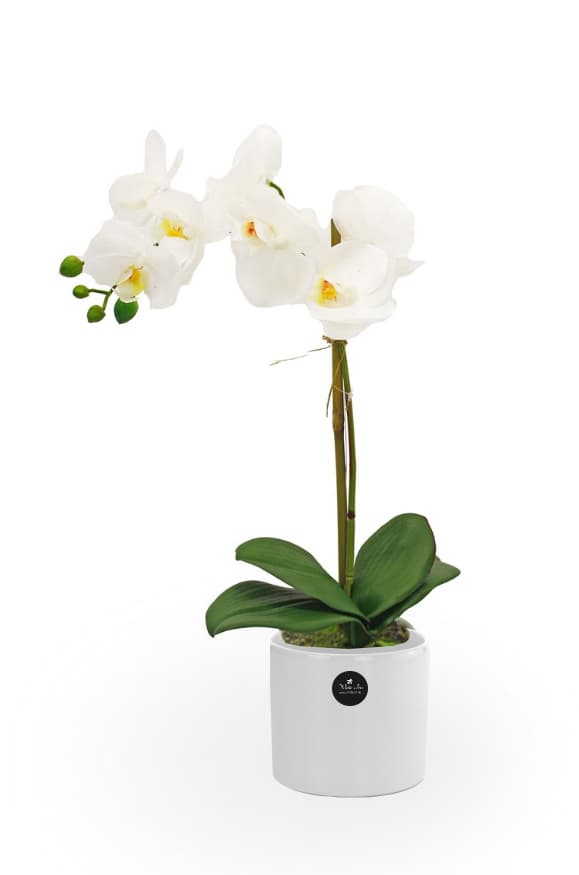 Thumbnail of White Orchid