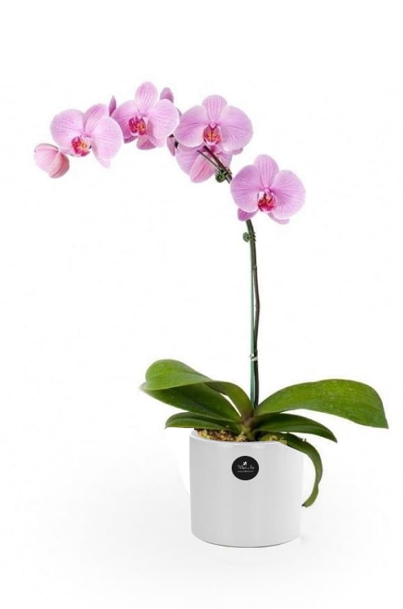 Thumbnail of Pink Orchid