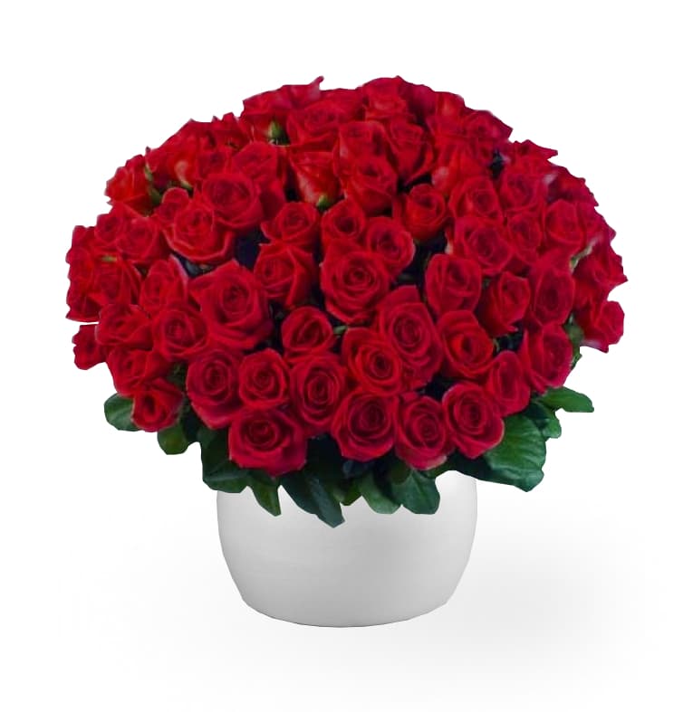 Image of 100 Long Red Roses