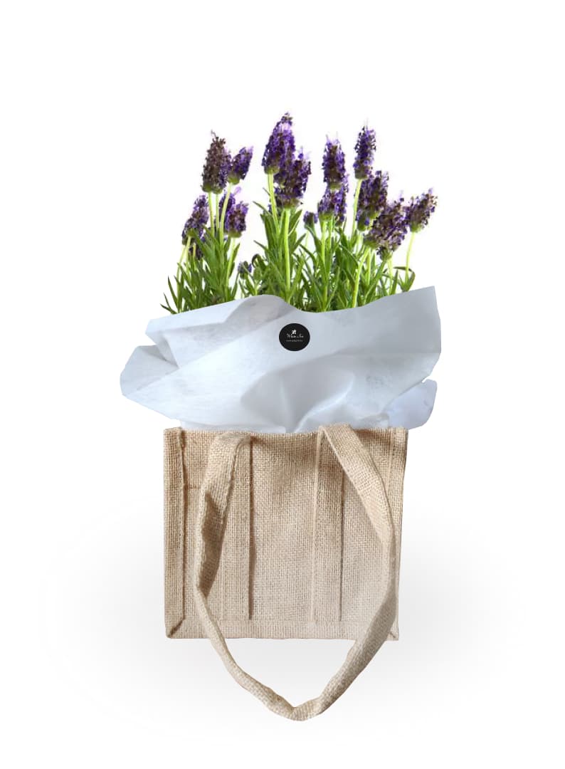 Thumbnail of Lavender Plant