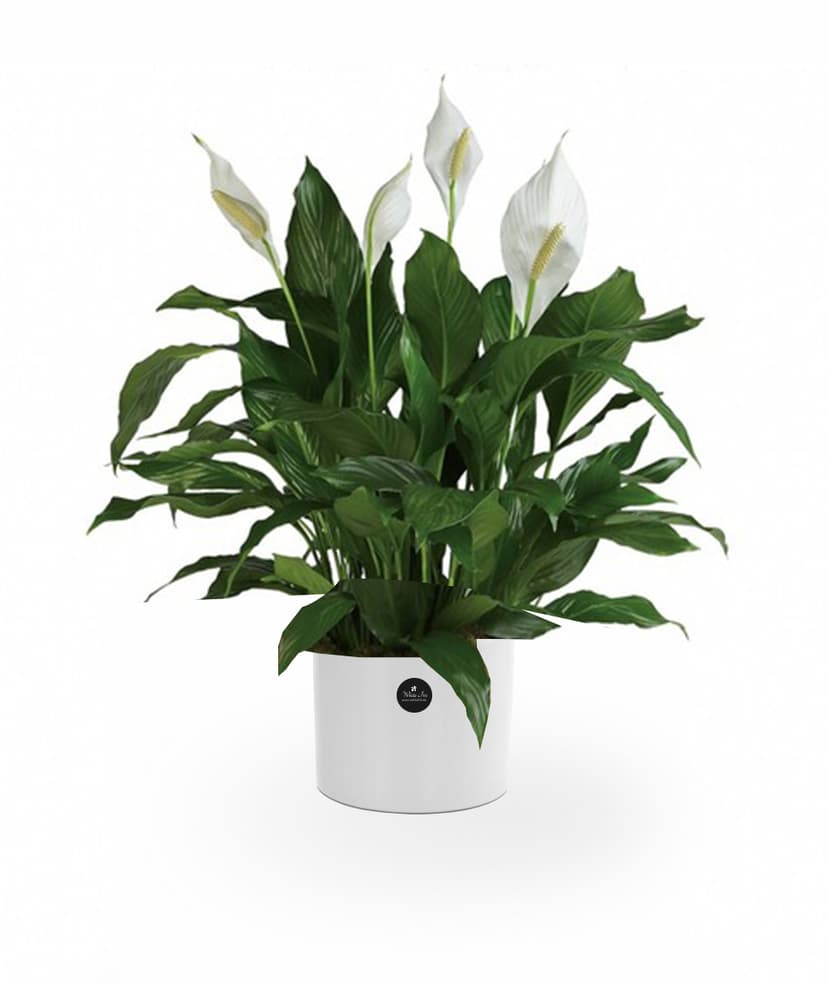 Thumbnail of Peace Lily